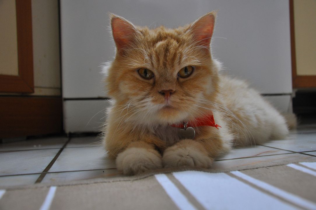Kedi Özledi resimleri Fotoğraf 30