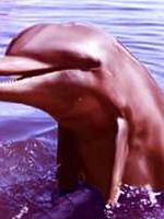 Flipper posteri