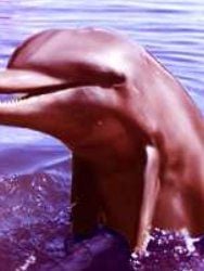 Flipper Sezon 3 posteri