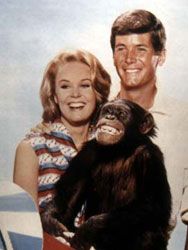 Daktari Sezon 4 posteri