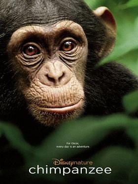Chimpanzee posteri