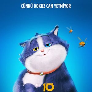 Fotoğraf Meraklı Kedinin 10 Yaşamı