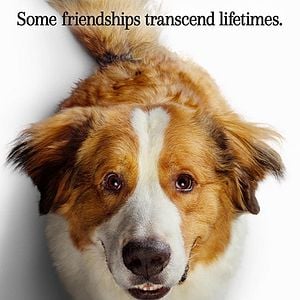 Fotoğraf Dostumun Yolculuğu