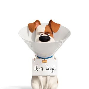 Fotoğraf Evcil Hayvanların Gizli Yaşamı 2