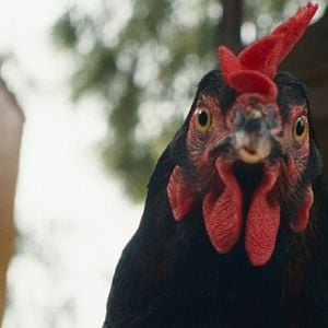 Fotoğraf Tavuk