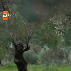 Fotoğraf Yaban Çiçekleri