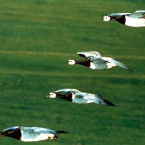 Fotoğraf Kuşlar Kanatlı Uygarlık