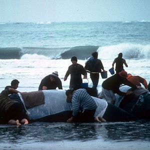 Fotoğraf Balinanın Sırtında