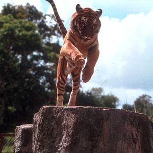 Fotoğraf Two Brothers