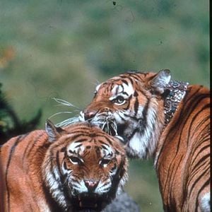 Fotoğraf Two Brothers