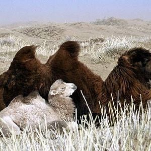 Fotoğraf Luigi Falorni