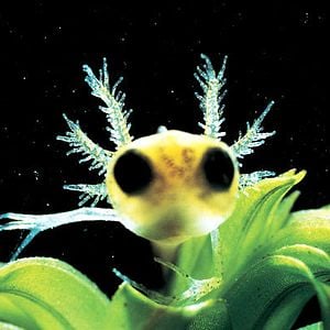 Fotoğraf Yaradılış: Büyük Sır