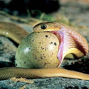 Fotoğraf Yaradılış: Büyük Sır