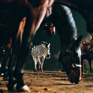 Fotoğraf Racing Stripes