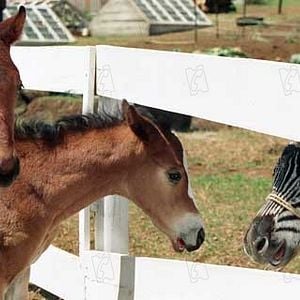 Fotoğraf Racing Stripes