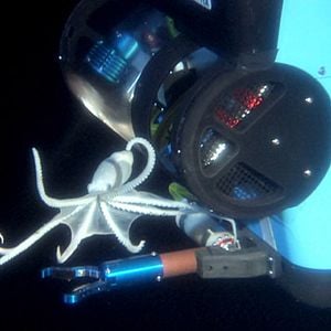 Fotoğraf Aliens of the Deep