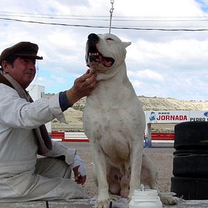 Fotoğraf Bombon Köpek