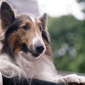 Fotoğraf Lassie