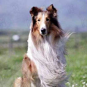 Fotoğraf Lassie