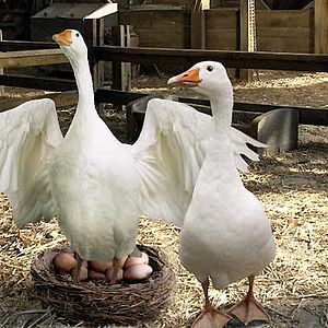 Fotoğraf Gary Winick