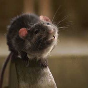 Fotoğraf Gary Winick