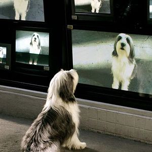 Fotoğraf Bak Şu Köpeğe