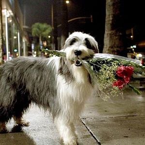 Fotoğraf Bak Şu Köpeğe