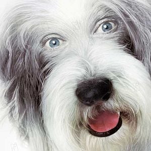 Fotoğraf Brian Robbins