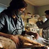 Fotoğraf Rose Bosch