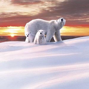 Fotoğraf Beyaz Gezegen