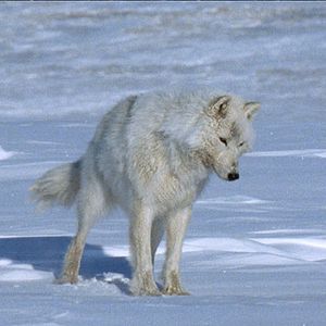 Fotoğraf Beyaz Gezegen