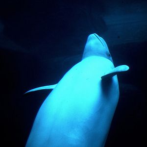 Fotoğraf Beyaz Gezegen