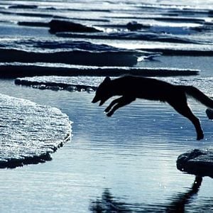 Fotoğraf Beyaz Gezegen