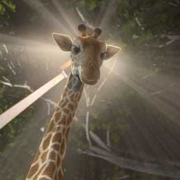 Fotoğraf Vahşi Doğa