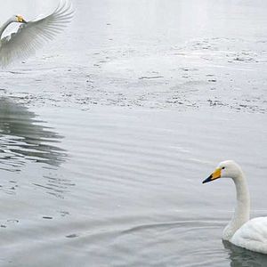 Fotoğraf Laurent Charbonnier