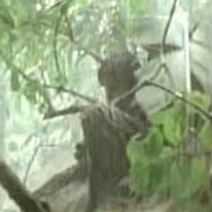 Fotoğraf Rescue Dawn