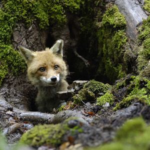 Fotoğraf Arkadaşım Tilki