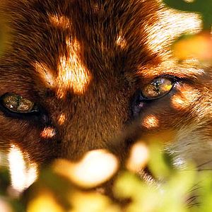 Fotoğraf Arkadaşım Tilki