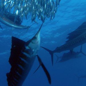 Fotoğraf Alastair Fothergill