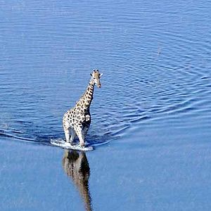 Fotoğraf Alastair Fothergill