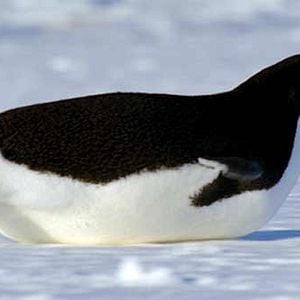 Fotoğraf Alastair Fothergill