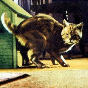 Fotoğraf Kendi Kendine Küçülen Adam