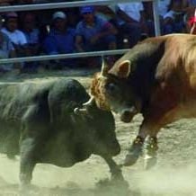 Fotoğraf Yüksel Aksu