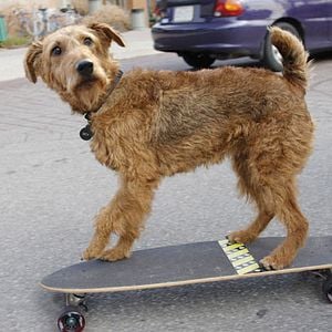 Fotoğraf Firehouse Dog