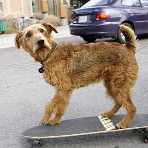 Fotoğraf Firehouse Dog