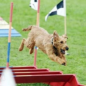 Fotoğraf Firehouse Dog