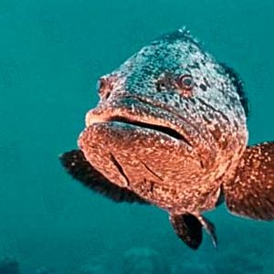 Fotoğraf Jacques-Yves Cousteau