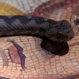 Fotoğraf I, Claudius (1976)