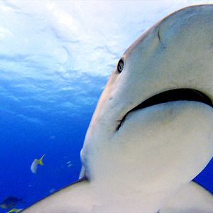 Fotoğraf Rob Stewart