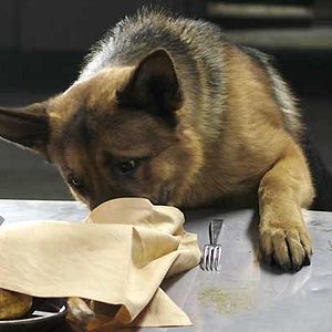 Fotoğraf Danny Lerner